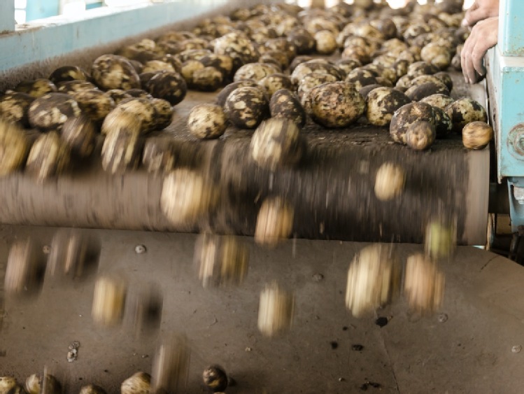 3,5-krotnie wzrósł import ziemniaków do Rosji